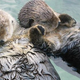 Illustration for article titled Everything Sucks Today, So Here Are Some Cute Animals.